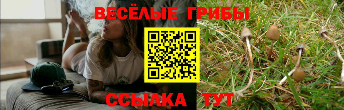 Галлюциногенные грибы Psilocybe Тольятти